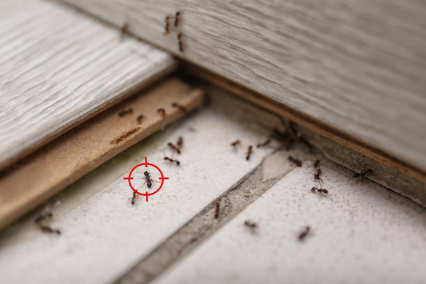 Best Flea Control Services  in Manchester, PA